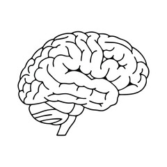 vector illustration of human brain