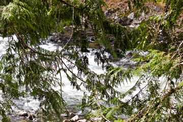 Cedar branches frame the Snoqualmie River below, capturing depth, texture, and the calm flow of Pacific Northwest wilderness in soft natural light.
