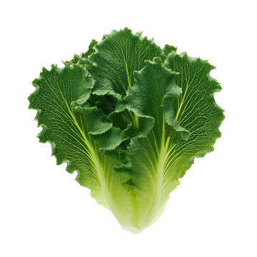Dark green ruffled lettuce leaf isolated on transparent background