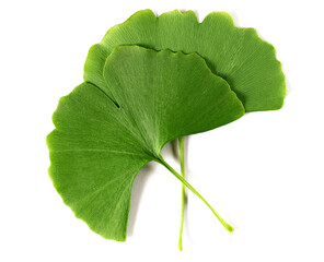 Ginkgo biloba green leaf isolated on white