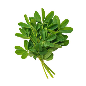 A bundle of green plant stems with leaves isolated on a transparent background