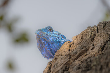 Blue agama lizard - head only