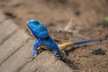Intrepid blue and orange Agama lizard