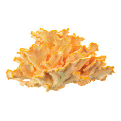 Fototapeta premium Orange coral isolated on transparent background