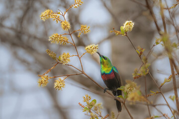 Marico Sun Bird feeding - South Africa
