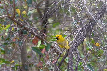 Golden Weaver Bird - South Africa