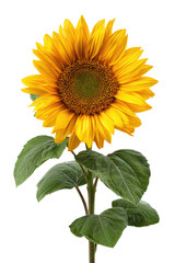 Obraz premium Close-up of a vibrant sunflower