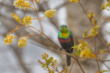 Marico Sun Bird feeding - South Africa