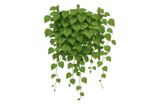 Lush green ivy vine with heart-shaped leaves climbing wooden trellis frame, creating natural garden wall decor on transparent background - Powered by Adobe