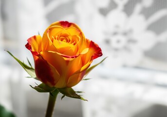 Vibrant yellow orange rosebud with red edges captured in a detailed macro shot.