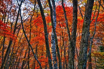 北アルプスの常念岳の紅葉の木々