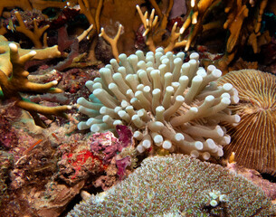 A Heliofungia actiniformis coral also known as Mushroom coral Boracay Island Philippines