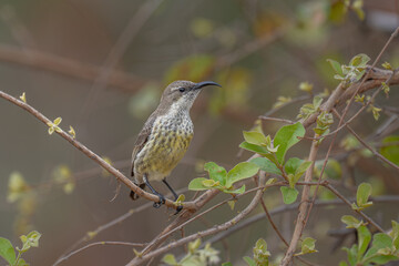 Female Marico Sun-bird - south africa