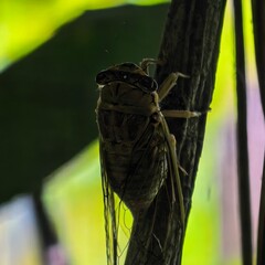Cicada clinging to twig natures embrace