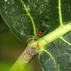 Colorful Jumping Spider Perched on Leafy Green Plant