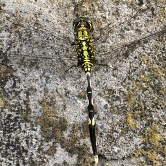 Dragonfly on stone a striking insect