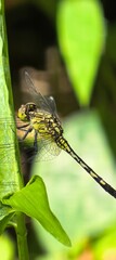 Dragonfly delicately perched on verdant leaf