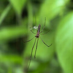 Elongated spider on translucent web