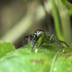 Emerald spider rests atop vibrant leaf