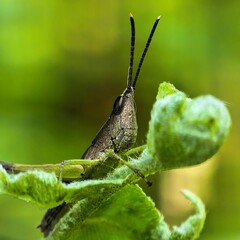 Insect peers from leafy perch antennae raised