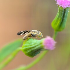 Insect resting on fuzzy purple wildflower bud