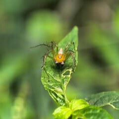 Lynx spider atop leafy green vegetation