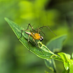 Lynx spider feasts on its capture