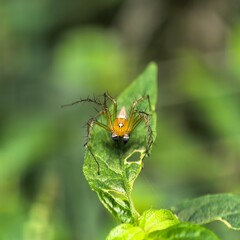 Orange arachnid on a vibrant leaf