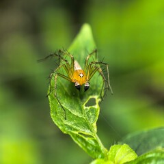 Naklejka premium Spider perches on a vibrant green leaf