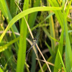 Spiders web amongst verdant leaves