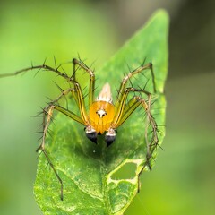 Spiked spider sits atop verdant leaf