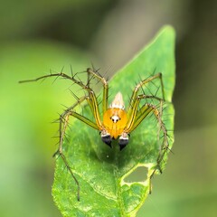 Spiked yellow spider perched on vibrant green leaf