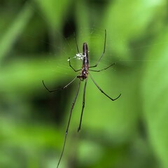 Slender spider in web against green foliage