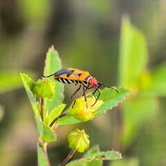 Striped bug on green leaf