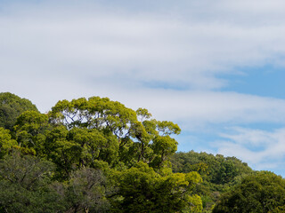 Obraz premium 山の樹木と空の風景