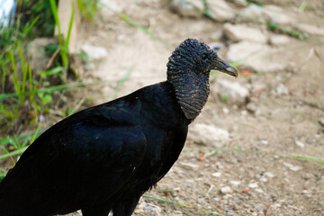vulture in the zoo