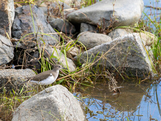 水辺の石に立つイソシギ