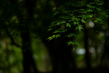 光が差し込む森の青もみじ