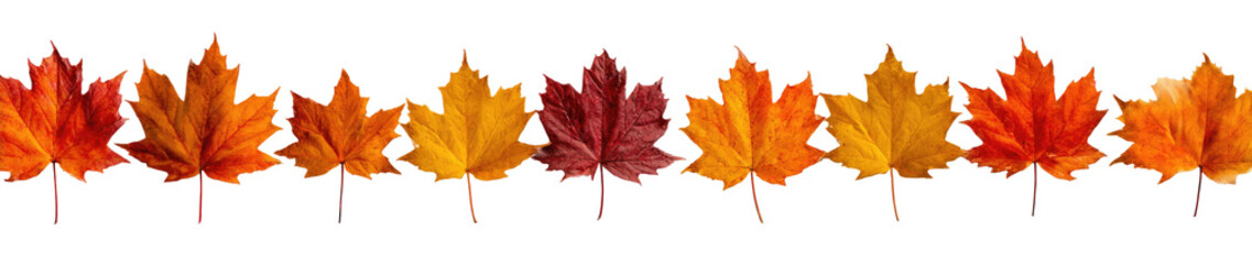 Autumn leaves in various shades of orange and red