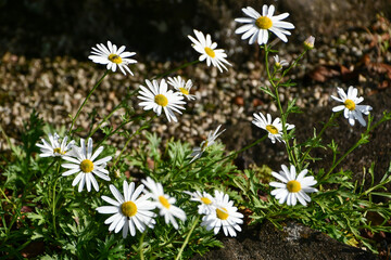 ピレオギク　Chrysanthemum weyrichii