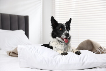 Cute Border Collie dog on bed indoors