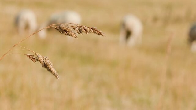 Close-Up of Wild Grass with Sheep Grazing in Meadow