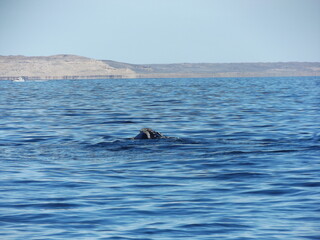 Obraz premium Puerto Madryn. Chubut. Patagonia argentina. Travel and nature