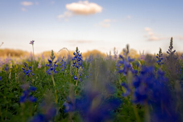 Naklejka premium Iconic Texas Bluebonnets Blanket the Rolling Hill Country Landscape