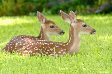deer in the grass