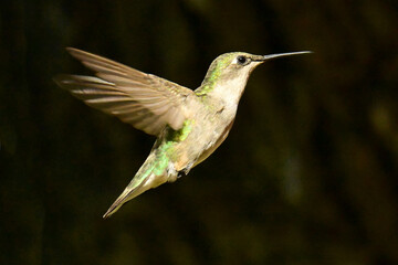 hummingbird in flight