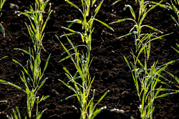Obraz premium A Tokachi morning, young seedlings sparkle in the black soil