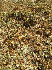 harvesting soybeans that are dried in front of the house so that the seeds can be taken