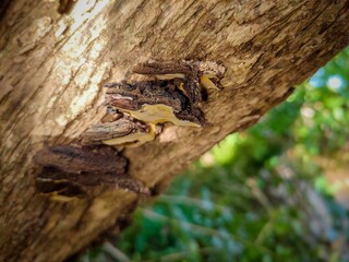 wood fungus that grows on tree trunks. ,Fuscoporia gilva or Phellinus pini