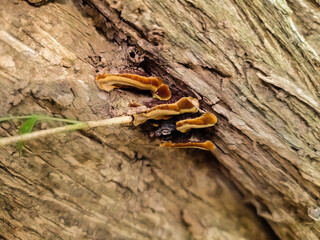 wood fungus that grows on tree trunks. ,Fuscoporia gilva or Phellinus pini